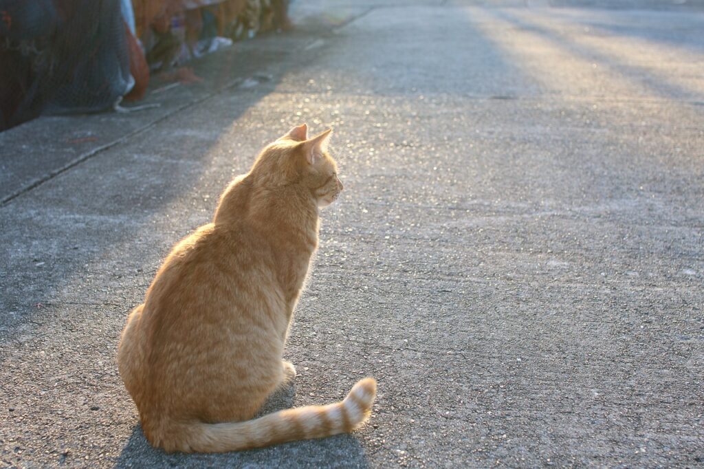 cat, street cat, animal-5690461.jpg
